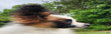 Papillon Puppy 1