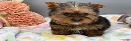 Yorkshire Terrier dogs for sale: May - Ad 3