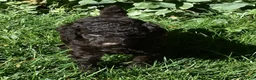 Standard Poodle dogs for sale: Standard Poodle 6 Dark Brown - Ad 11