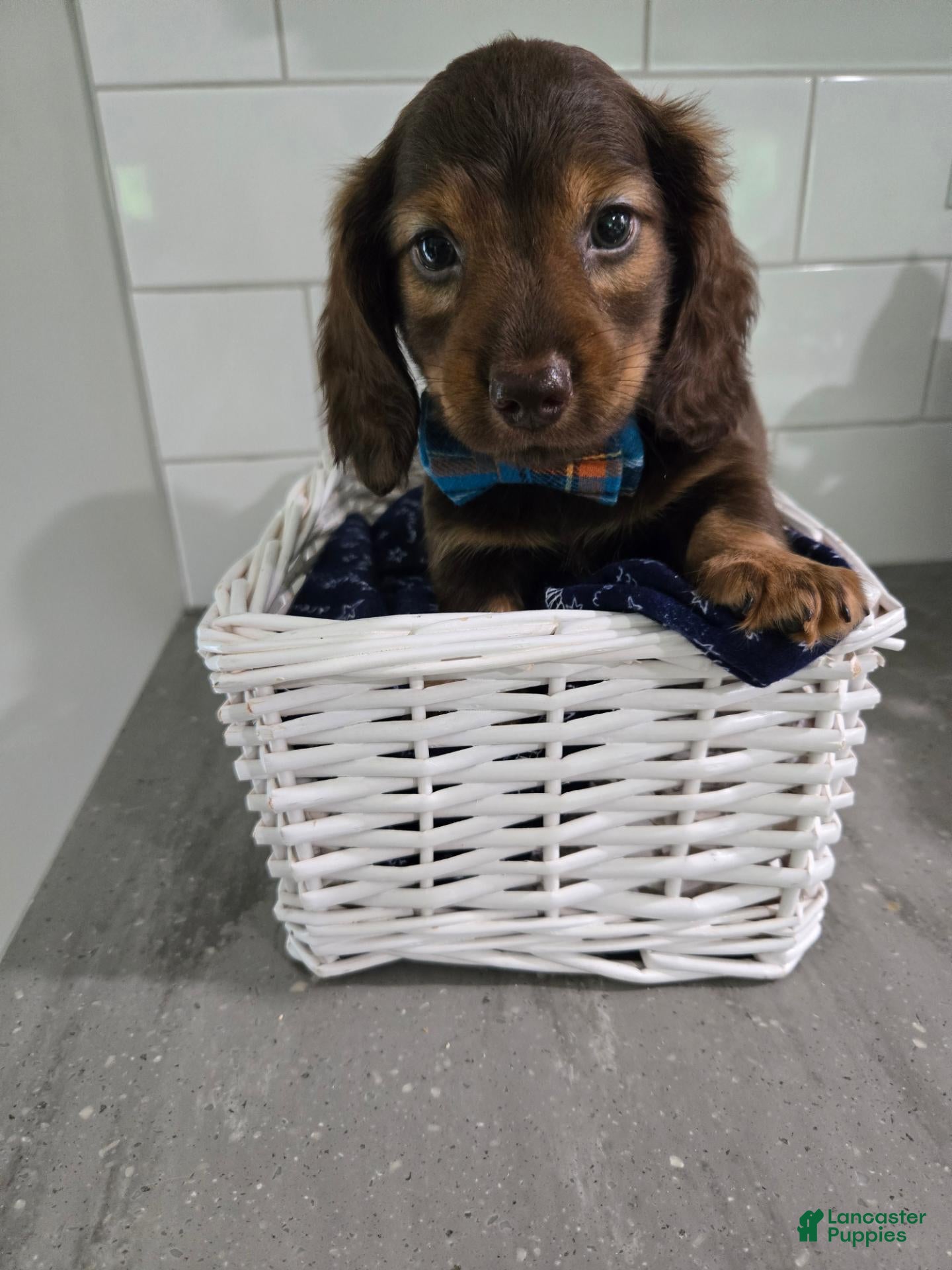 Miniature Dachshund dogs Miniature Dachshund 4 - Ad 1