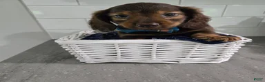 Miniature Dachshund 4