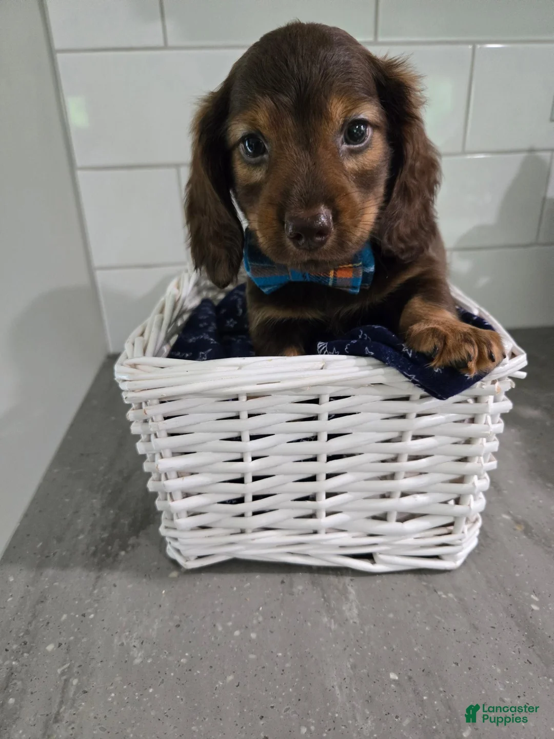 Miniature Dachshund dogs for sale: Miniature Dachshund 4 - Ad 1