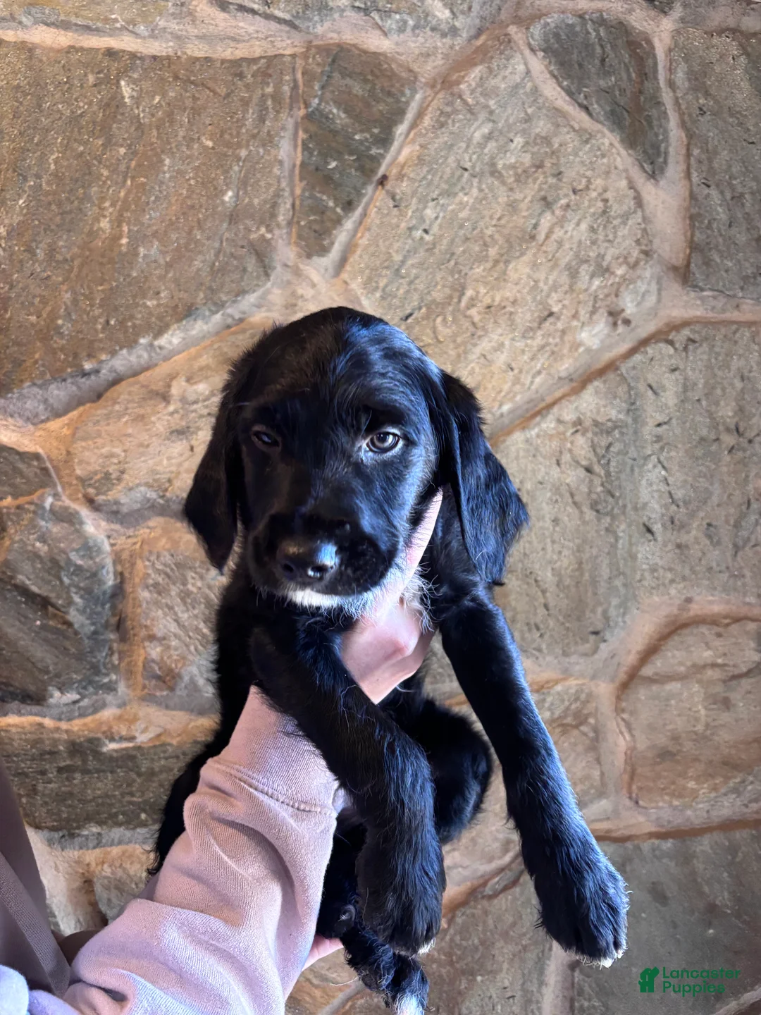 Mini Goldendoodle dogs for sale: Mini Goldendoodle Puppy 1 (Rex) - Ad 2