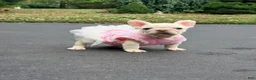 French Bulldog dogs for sale: Anfisa - Ad 7
