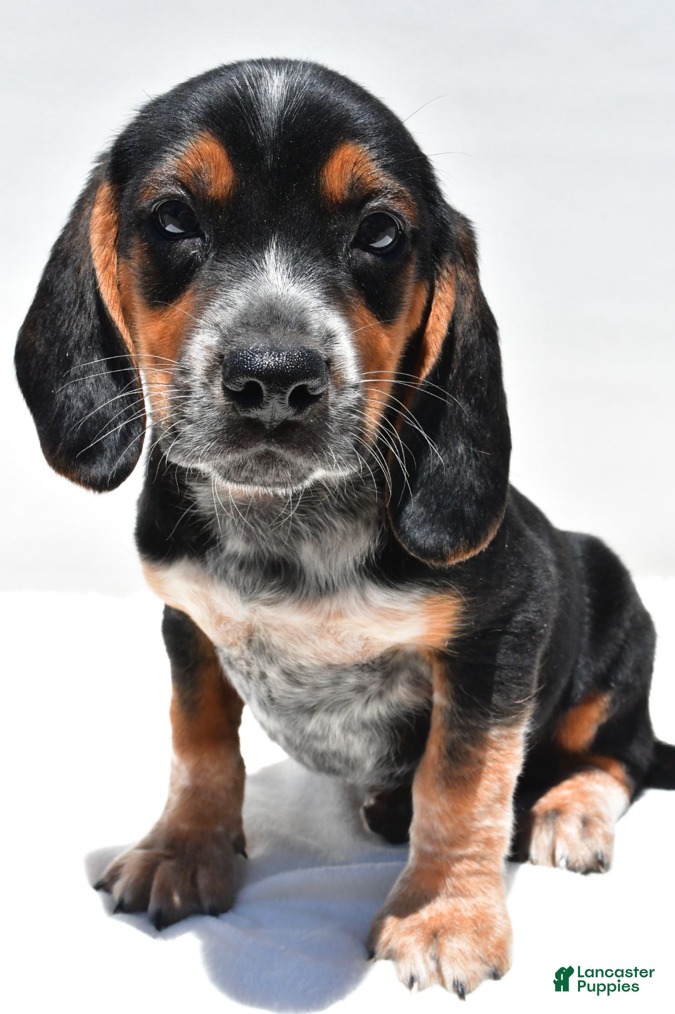 Beagle dogs Ronald - Ad 2