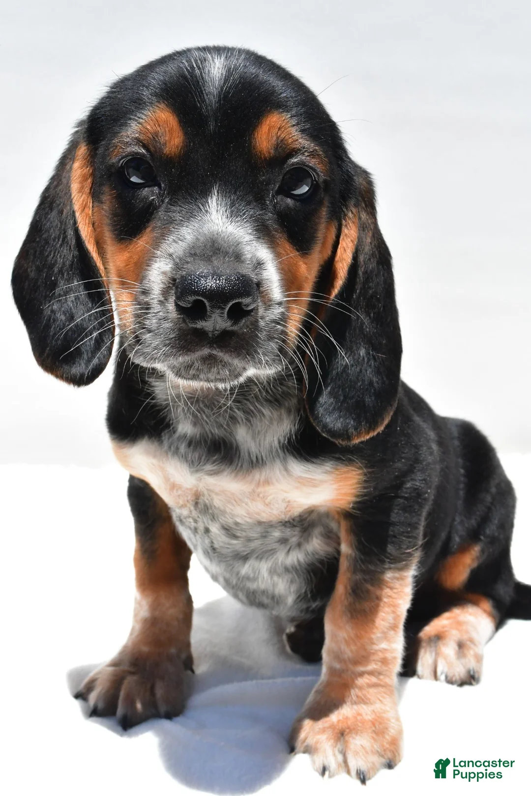 Beagle dogs for sale: Ronald - Ad 2