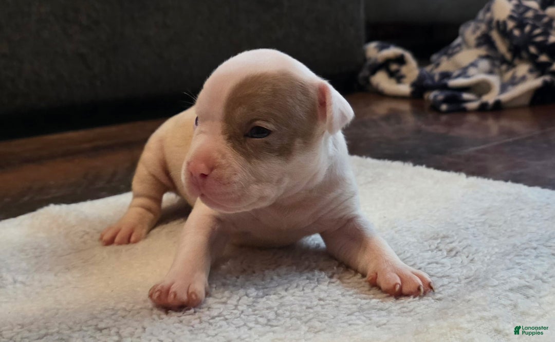 American Bully dogs for sale: Lilac Merle - Ad 2