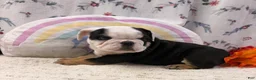 English Bulldog dogs for sale: Bruce - Ad 3