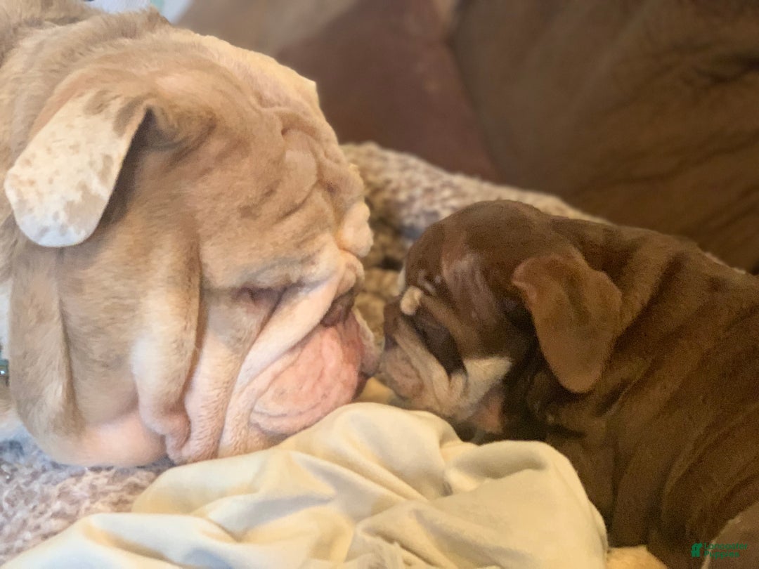 Old English Sheepdog dogs for stud: Skydrives Yoshi - Image 9