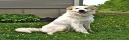 Mixed Breed dogs for sale: Samuel - Ad 3