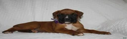 Boxer dogs for sale: Beverly - Ad 4