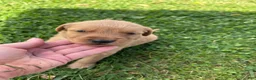Golden Retriever dogs for sale: Jake (blue) - Ad 5