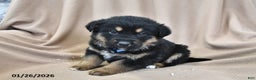 Mixed Breed dogs for sale: Ollie - Ad 1