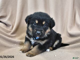 Mixed Breed dogs Ollie - Ad 31