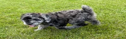 Miniature Poodle dogs for sale: Lexi - Ad 3