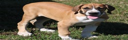 Great Dane dogs for sale: Great Dane Puppy 4 - Ad 6
