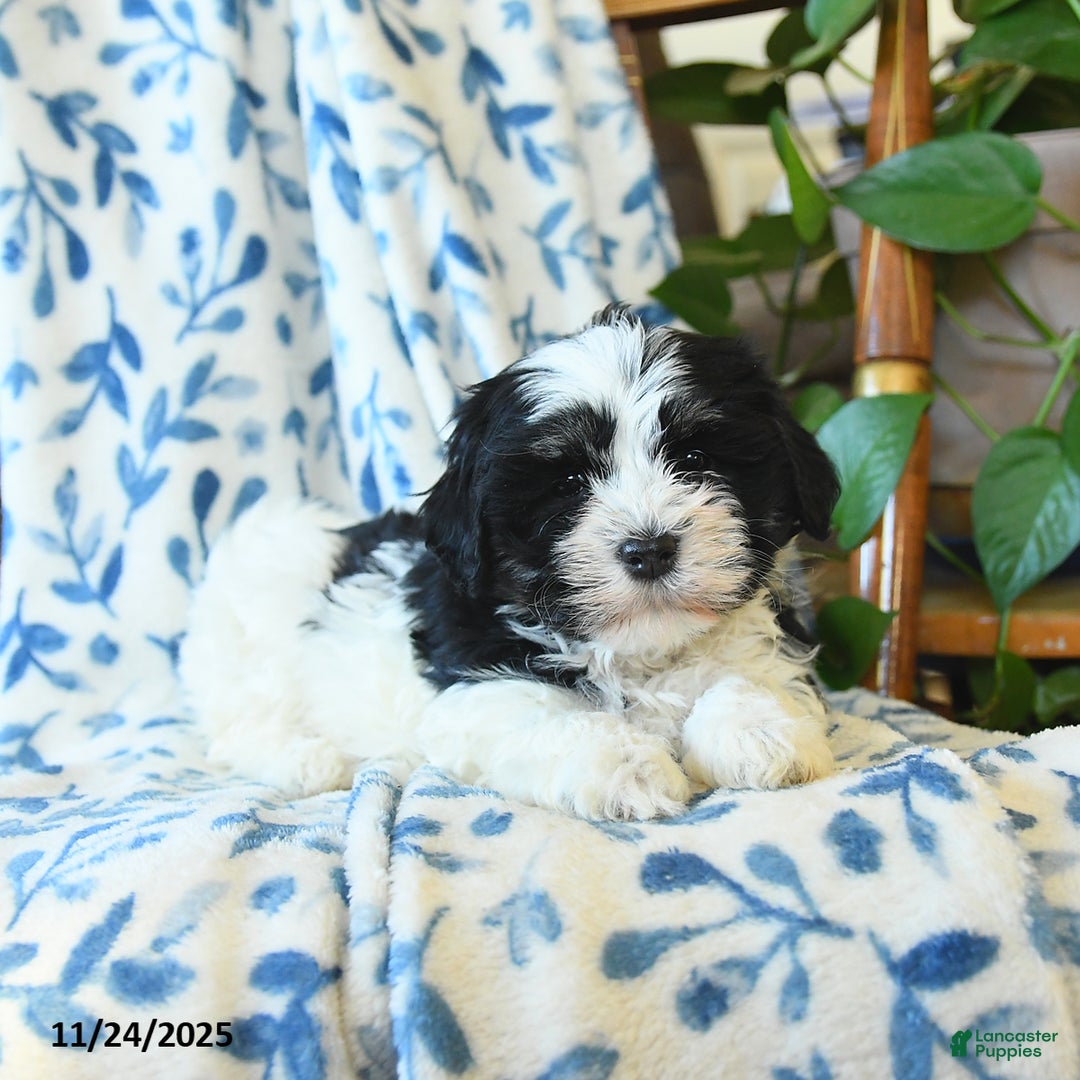 Havanese dogs for sale: Betty   - Ad 3