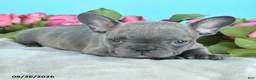 French Bulldog dogs for sale: Rachel - Ad 3
