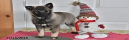 Norwegian Elkhound dogs for sale: Lily - Ad 1