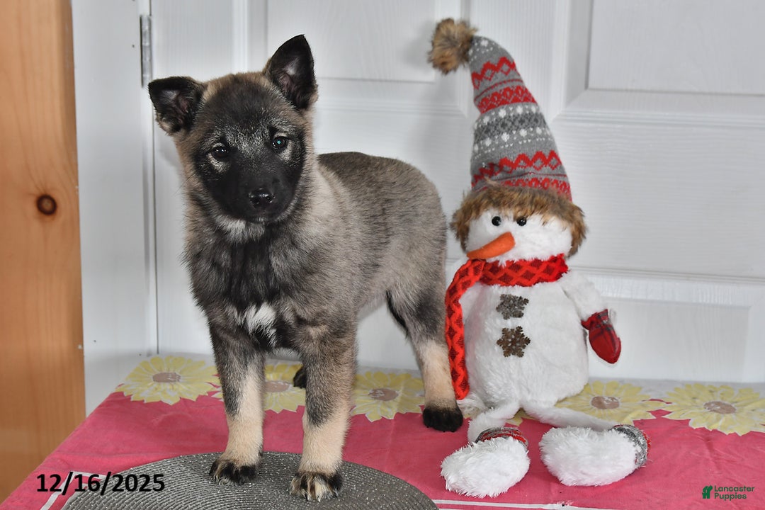 Norwegian Elkhound dogs for sale: Lily - Ad 1