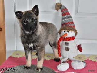 Norwegian Elkhound dogs Lily - Ad 15