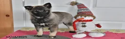 Norwegian Elkhound dogs for sale: Lily - Ad 1