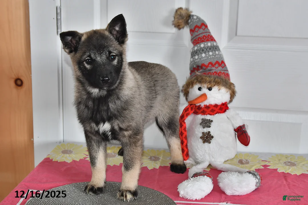 Norwegian Elkhound dogs for sale: Lily - Ad 1