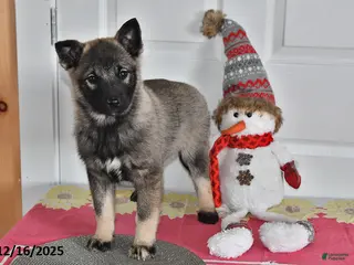 Norwegian Elkhound dogs Lily - Ad 15