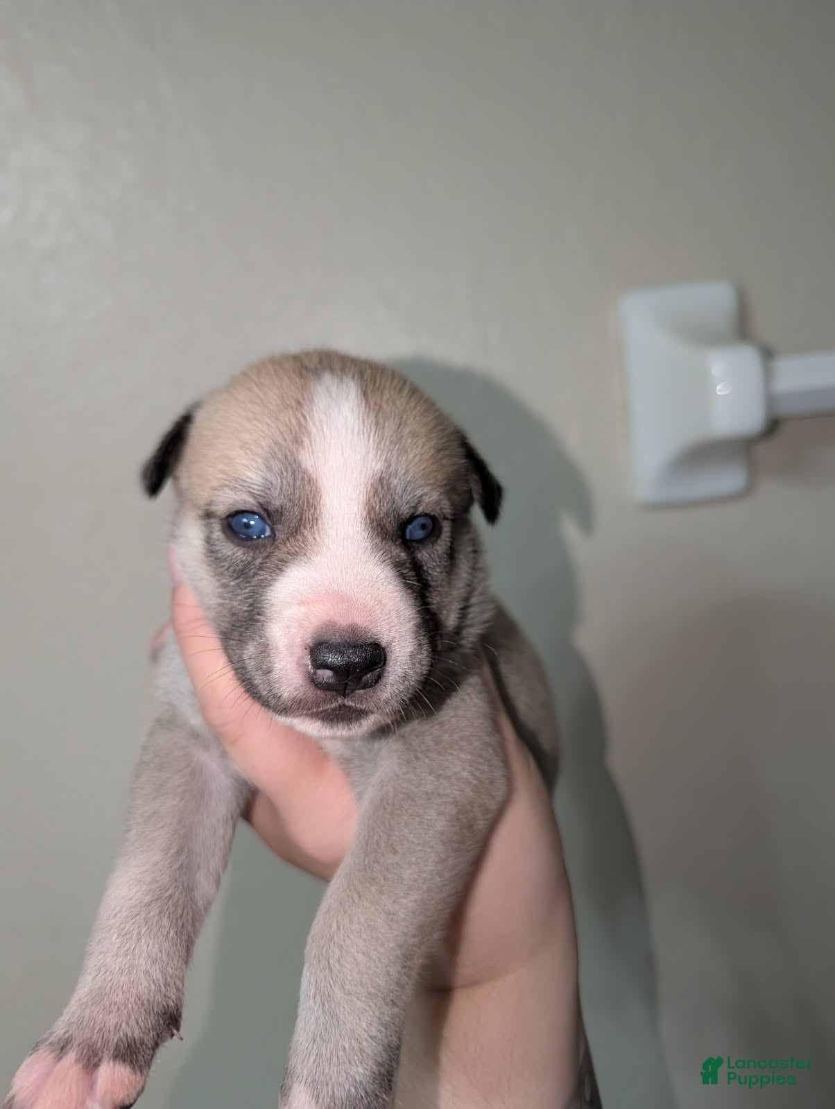 Pitsky dogs Celia - Ad 1