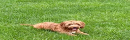 Cockapoo dogs for sale: Cockapoo female 3 - Ad 10