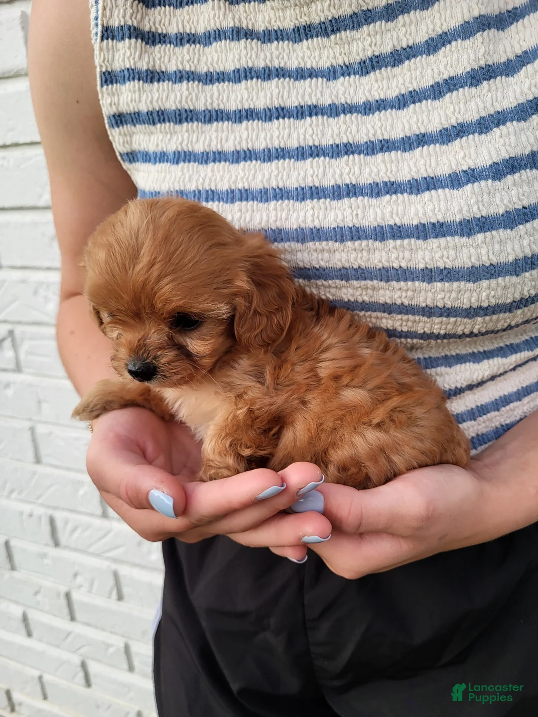 Cavapoo dogs for sale: Kiki - Ad 4
