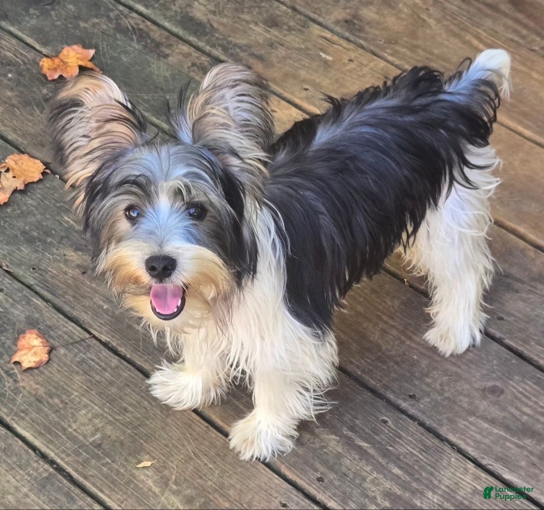 Yorkshire Terrier dogs Yorkshire Terrier 1 - Ad 38