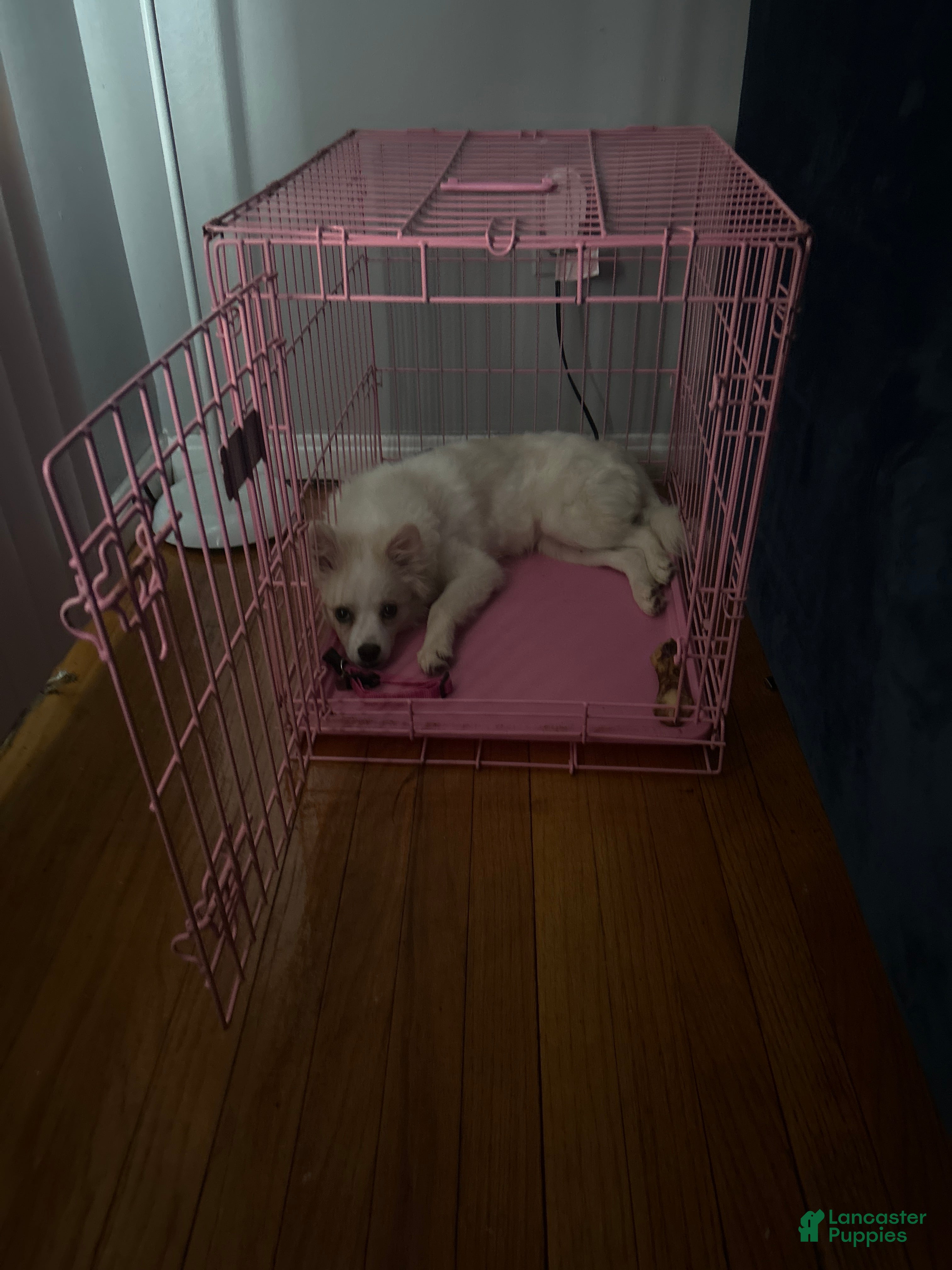 American Eskimo dogs American Eskimo Puppy 1 - Ad 3