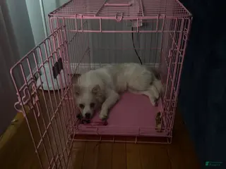 American Eskimo dogs American Eskimo Puppy 1 - Ad 3