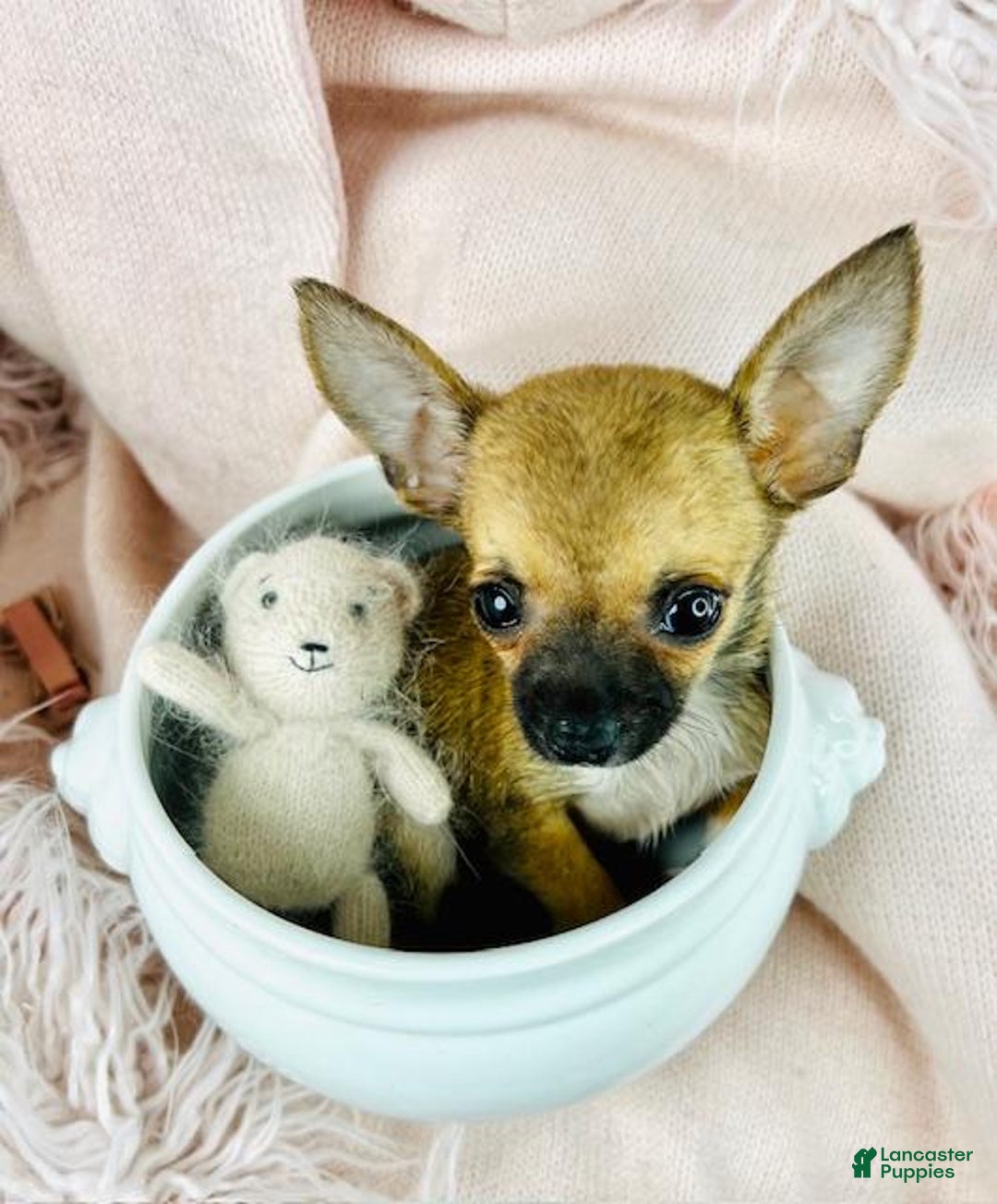 Chihuahua dogs for sale: Teacup/pocketbook Chihuahua Puppy  - Ad 1