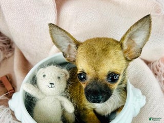 Chihuahua dogs - Ad 10