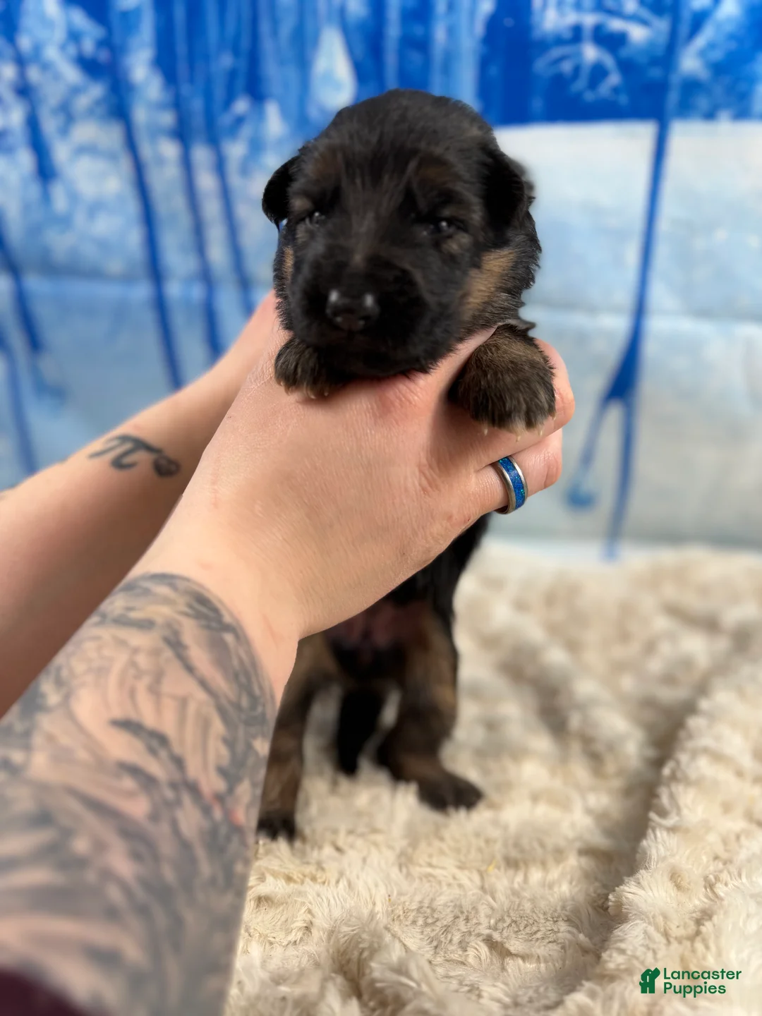 German Shepherd dogs for sale: German Shepherd Puppy 4 - Ad 4