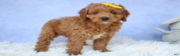Cavapoo dogs for sale: TITUS - Ad 15
