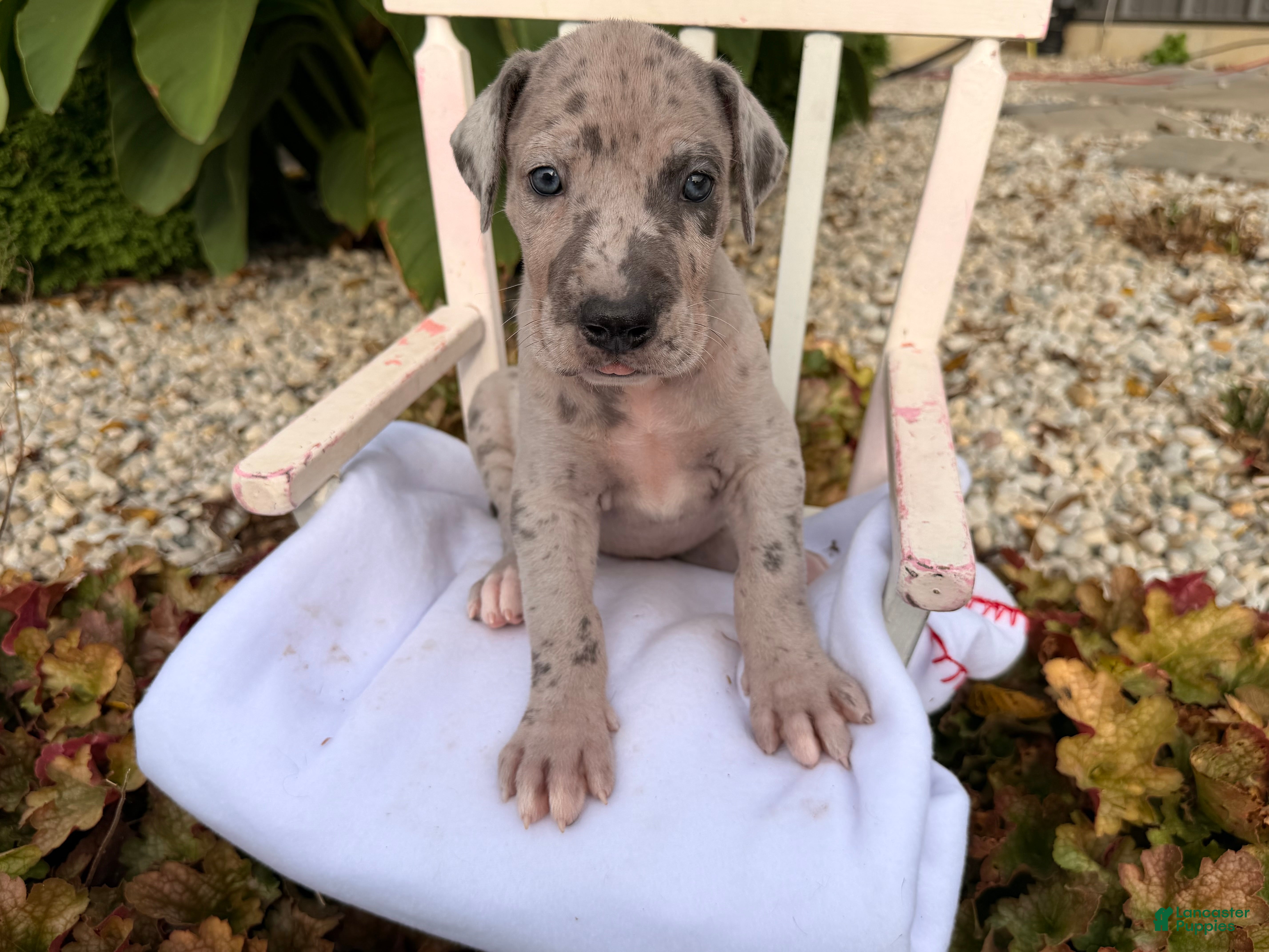 Great Dane dogs Onyx - Ad 2