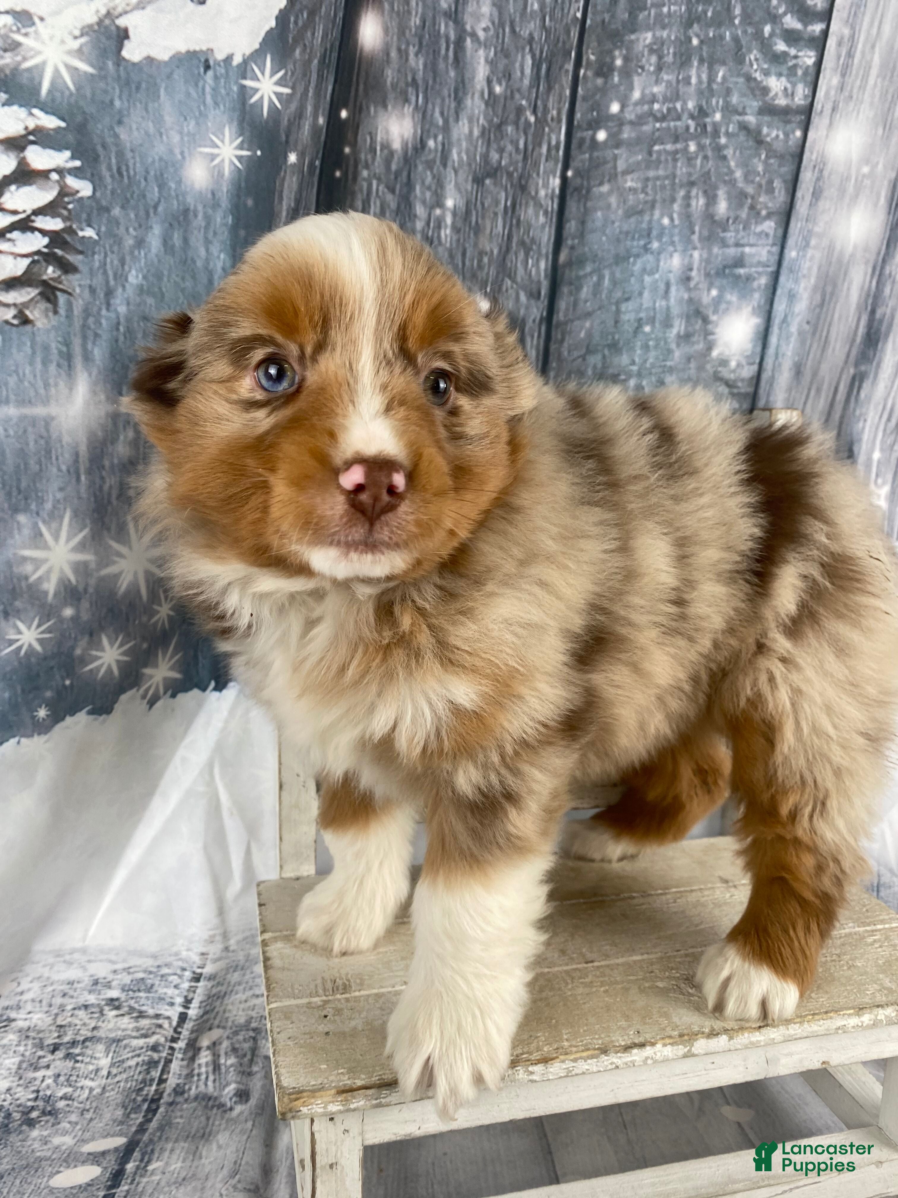 Australian Shepherd dogs Nova - Ad 10