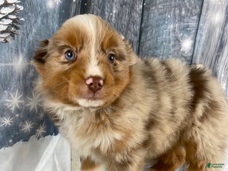 Australian Shepherd dogs Nova - Ad 10