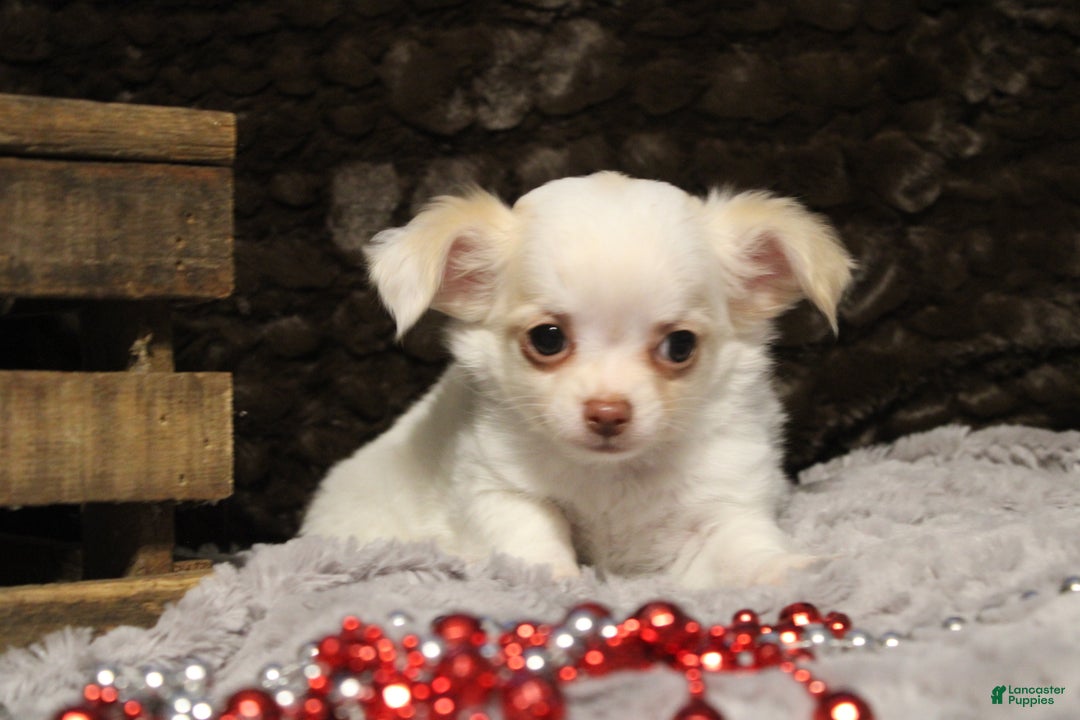 Chihuahua dogs for sale: Creamy - Ad 3