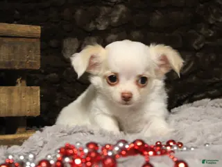 Chihuahua dogs Creamy - Ad 14