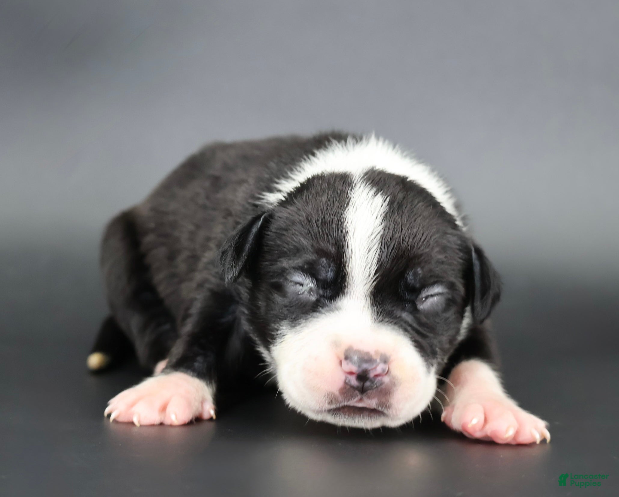 American Bully dogs Gardenia - Ad 1