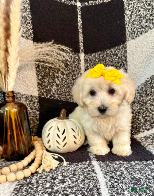 Schnoodle dogs Lola - Ad 2