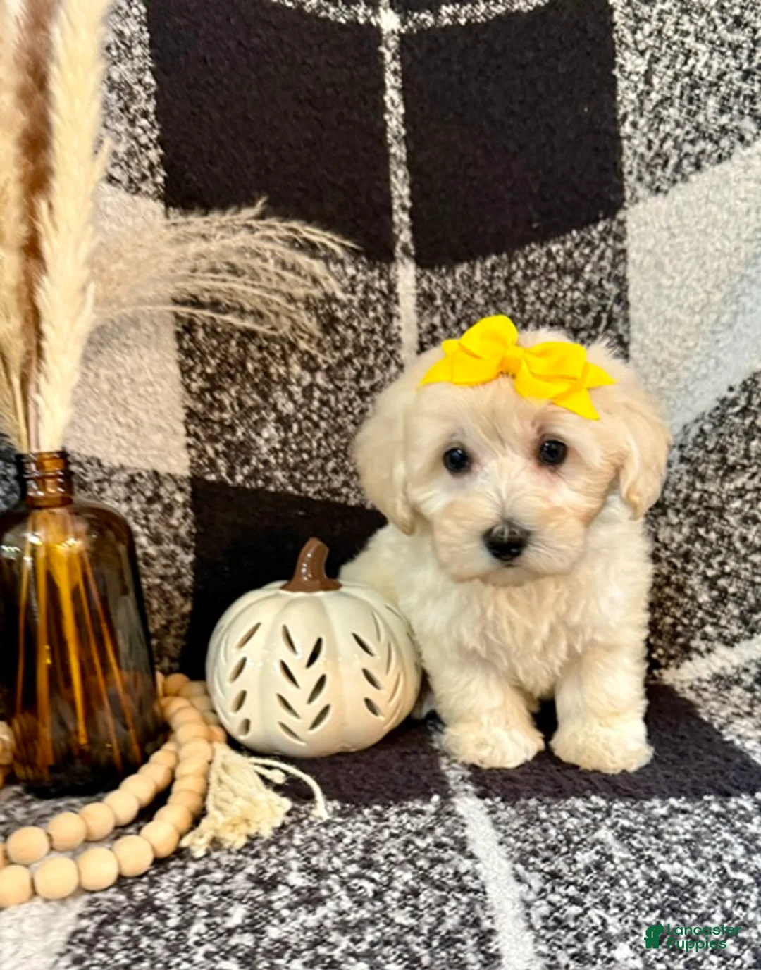 Schnoodle dogs for sale: Lola - Ad 2