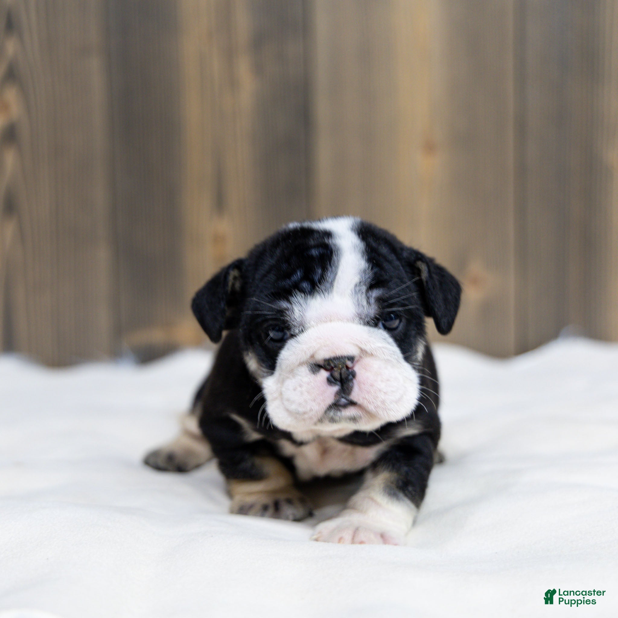English Bulldog dogs Inky Shadow English Bulldog Puppy  - Ad 1