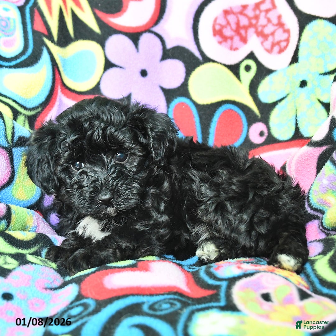 Yorkiepoo dogs for sale: Hero - Ad 2