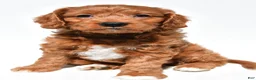 Mini Goldendoodle dogs for sale: Hope - Ad 3