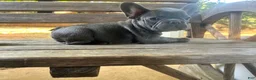French Bulldog dogs for sale: Maggie - Ad 5